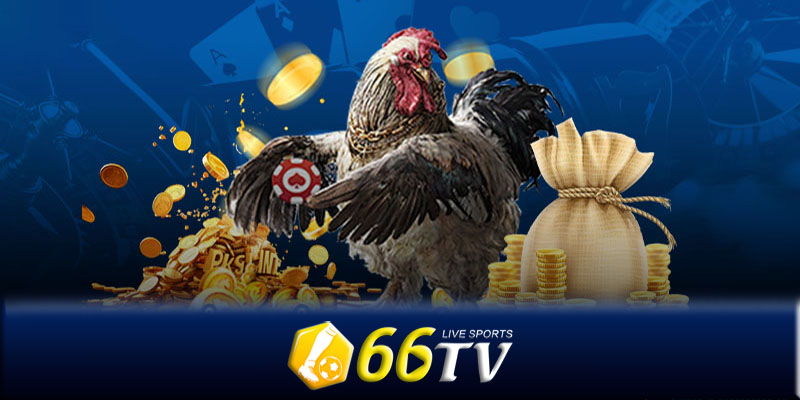 Các loại hình cược trong đá gà 66TV